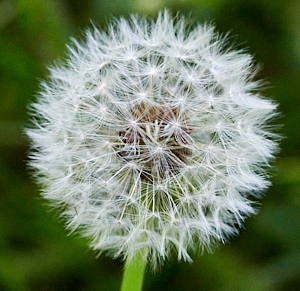 Dandelion seed head