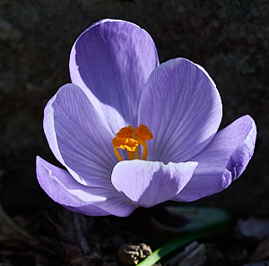 Open crocus flower