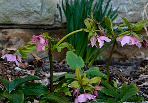 Hellebores in flower