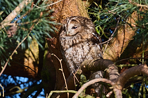Tawny owl in tree