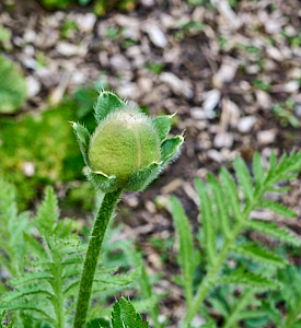 Poppy flower head before opening