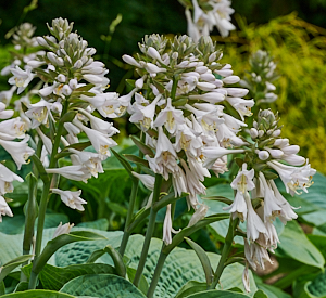 White hosta flowers