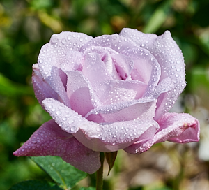 Blue moon rose in flower