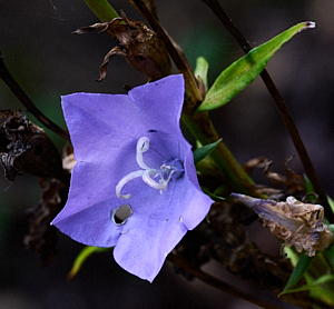 Light purple flower