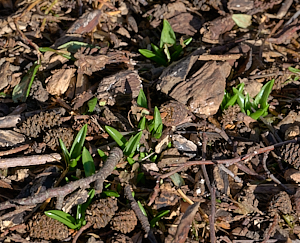 Bluebells appearing above ground