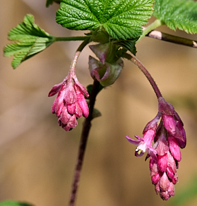 Purple / red flowers