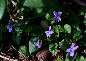 Dark mauve flower