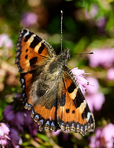 Tortoiseshell butterfly on heather